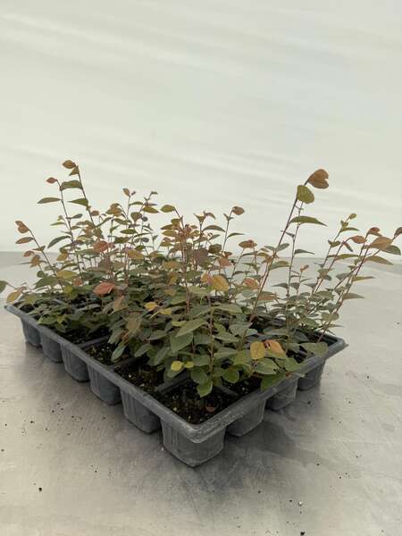 Loropetalum